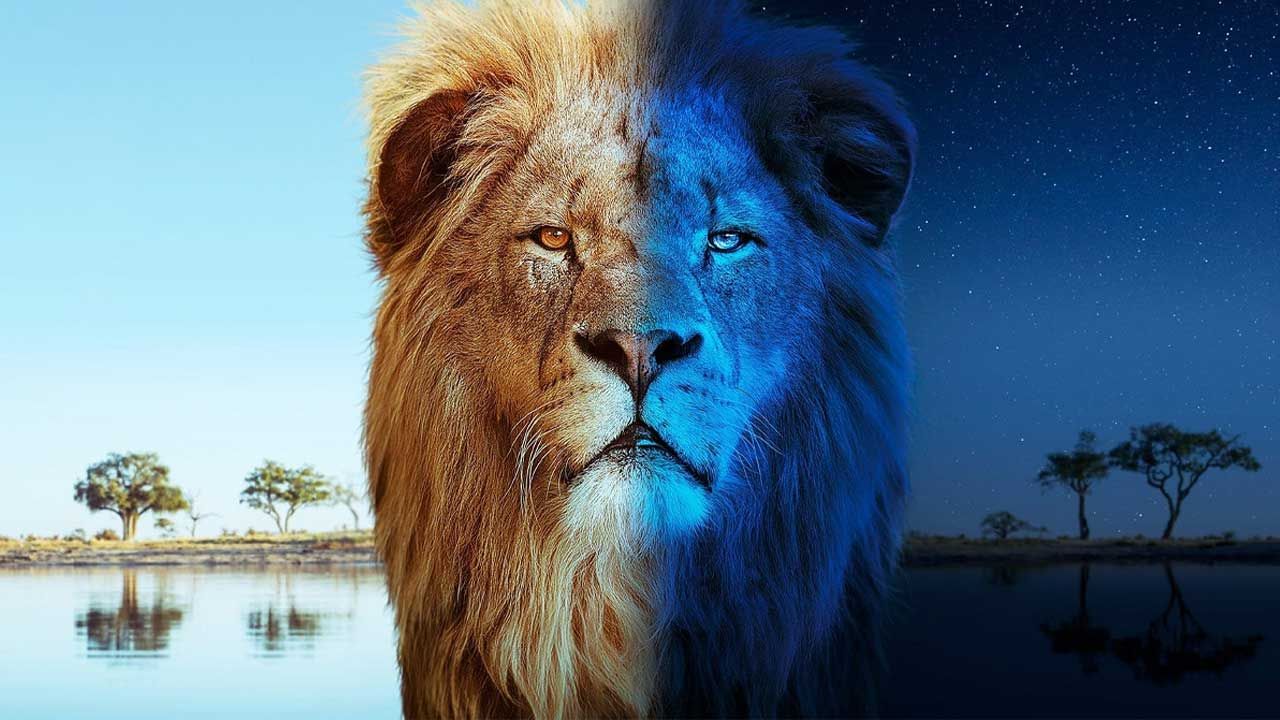 مستند شبانه روز با گربه‌سانان بزرگ Big Cats 24 7 2024 با زیرنویس فارسی