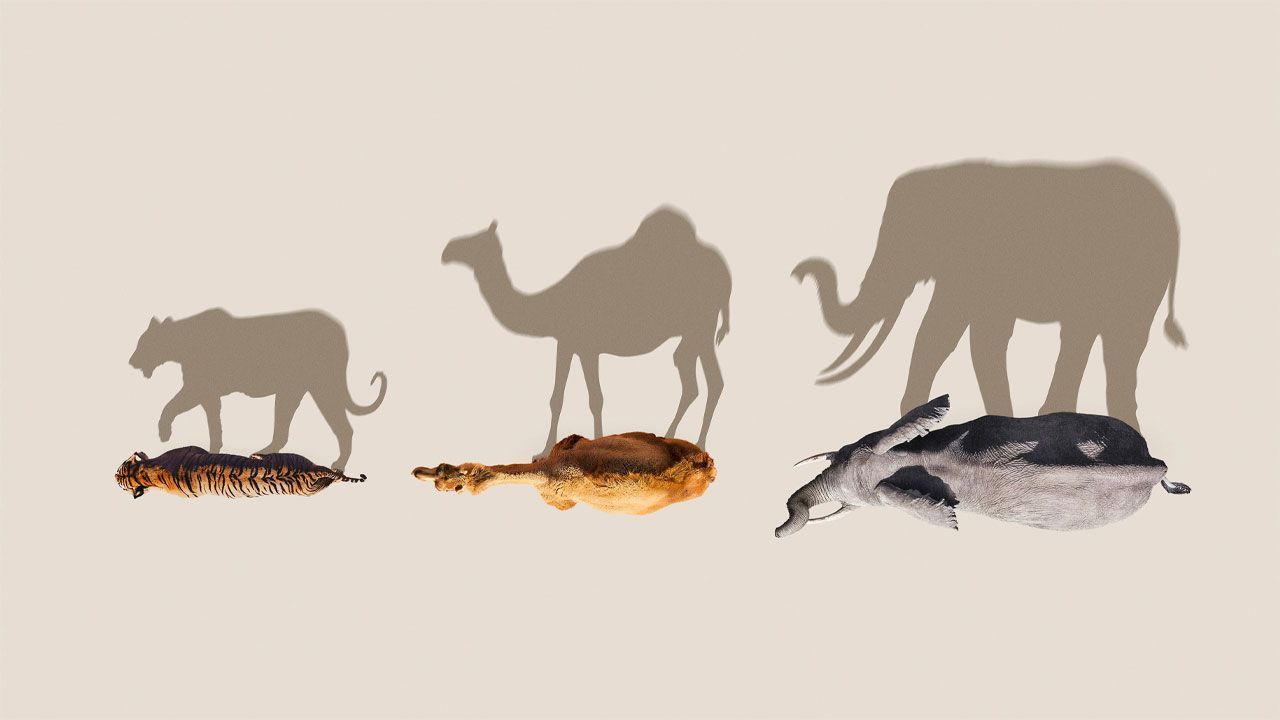 مستند پستانداران Mammals 2024 با زیرنویس فارسی