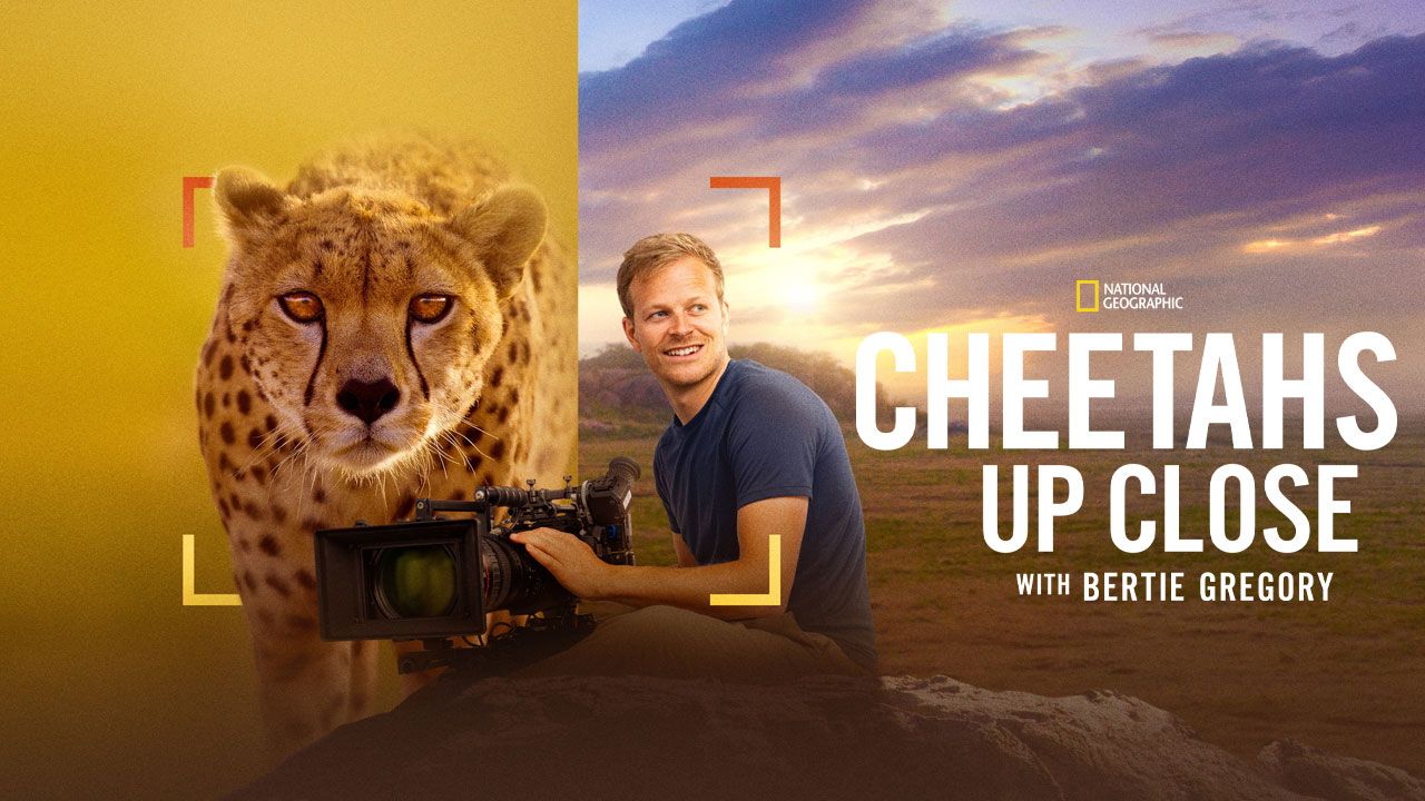 Cheetahs Up Close
