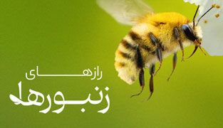  رازهای زنبورها